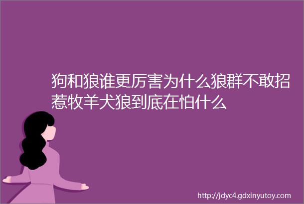 狗和狼谁更厉害为什么狼群不敢招惹牧羊犬狼到底在怕什么